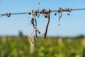 Cut vines crook on the guide wire in the vineyard