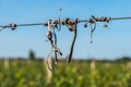 Cut vines crook on the guide wire in the vineyard