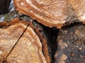 Cut walnut tree logs.