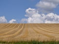 Cut wheat field in summer with blue sky and cumulus clouds