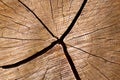 Cut white oak log Royalty Free Stock Photo