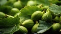 Cut and whole fresh green figs with leaves Royalty Free Stock Photo