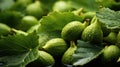 Cut and whole fresh green figs with leaves