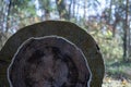 Cut wood in the forest. Tree trunk. Wood background. Wood circle. Royalty Free Stock Photo