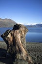 Cut wood on lake coast