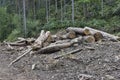 Cut wood in a pile