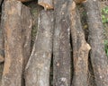 Cut wood stump log Royalty Free Stock Photo