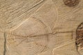 Cut wood texture background Royalty Free Stock Photo