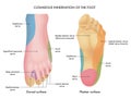 Cutaneous innervation of the foot Royalty Free Stock Photo