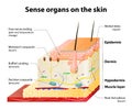 Cutaneous Receptors