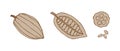 Cutaway cocoa fruit elements set. Beige fill with brown outline Royalty Free Stock Photo