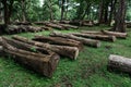 The cutdown tree trunks are arranged in the Indian rainforest. The wooden logs are for sale by the forest department Royalty Free Stock Photo