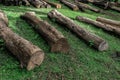 The cutdown tree trunks are arranged in the Indian rainforest. The wooden logs are for sale by the forest department Royalty Free Stock Photo