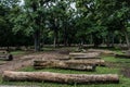 The cutdown tree trunks are arranged in the Indian rainforest. The wooden logs are for sale by the forest department Royalty Free Stock Photo