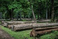 The cutdown tree trunks are arranged in the Indian rainforest. Royalty Free Stock Photo