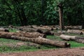 The cutdown tree trunks are arranged in the Indian rainforest. The wooden logs are for sale by the forest department Royalty Free Stock Photo