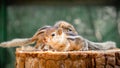 Cute abandoned Baby squirrels looking out for their mother