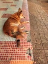 Cute abandoned brown husky dog sitting on road sad alone