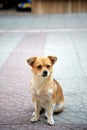 Cute abandoned homeless stray dog on a street pavement