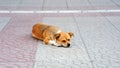 Cute abandoned homeless stray dog on a street pavement