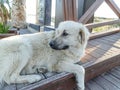 Cute abandoned white dog on beach in Turkey