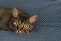 The cute Abyssinian cat lies on the bed and looks around. A pet with big eyes and beautiful paws relaxes