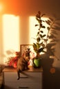 Abyssinian cat at window. Close up portrait blue abyssinian female cat, sitting on chest of drawers