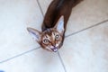 Cute Abyssinian kitten Looks up and shouts, wants to play or eat, space for text . Hungry cat Royalty Free Stock Photo