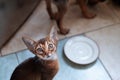 Cute Abyssinian kitten Looks up , wants to eat. Cats and dogs eating together Royalty Free Stock Photo