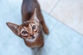 Cute Abyssinian kitten Looks up, wants to play or eat