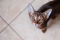 Cute Abyssinian kitten Looks up, wants to play or eat Royalty Free Stock Photo