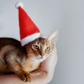Cute Abyssinian kitten in a Santa cap, holiday is coming