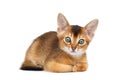 Cute Abyssinian Kitty Funny Lying on Isolated White Background