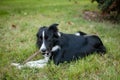 Cute active black and white dog lying on green grass and gnawing a stick during hot summer day. Royalty Free Stock Photo