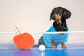 Cute active dachshund dog in blue t-shirt sits on ping-pong table, special small racket and lightweight ball lie in