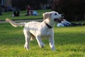 Cute active puppy dog runs on a green grass Royalty Free Stock Photo