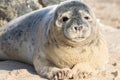 Cute adolescent gray seal pup. Grey seal portrait image