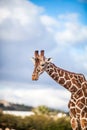 Cute Adorable Adult Giraffe, Close up