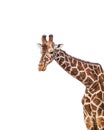 Cute Adorable Adult Giraffe, Close up, isololated on White back Royalty Free Stock Photo