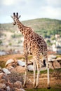 Cute Adorable Adult Giraffe, standing