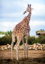 Cute Adorable Adult Giraffe, standing