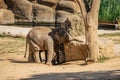 Cute adorable baby elephant having fun in ZOO.Indian elephant.Animal with long trunk,tusks,large ear flaps, massive legs