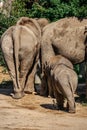 Cute adorable baby elephant with parents in spectacular Elephant Valley, ZOO Czech Republic.Indian elephants.Walking animal with Royalty Free Stock Photo