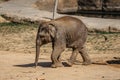 Cute adorable baby elephant in spectacular Elephant Valley, ZOO Czech Republic.Indian elephants.Animal with long trunk,tusks,large Royalty Free Stock Photo