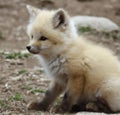 Red fox sits on the grass and looks at the sun.Realistic 3D render of a cheerful and adorable fox with a mischievous grin