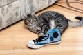 Cute adorable beautiful kitten playing with shoe