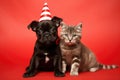 Cute adorable birthday black bulldog dog in party hat with kitten cat sitting on red background Royalty Free Stock Photo