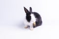 adorable black and white rabbit sitting on isolated white background. Lovely baby bunny single sit while watching something Royalty Free Stock Photo