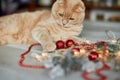 A cute adorable british Cat playing with christmas balls at home