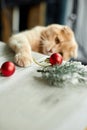 A cute adorable british Cat playing with christmas balls at home